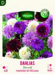 Bulbes à fleurs à planter au printemps - Dahlia Décoratif Fernanda en Mélange (x3) - face recto